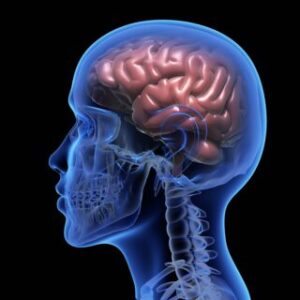 X-ray of the human brain representing cognitive support and energy boost from Howganics B-Complex Injection
